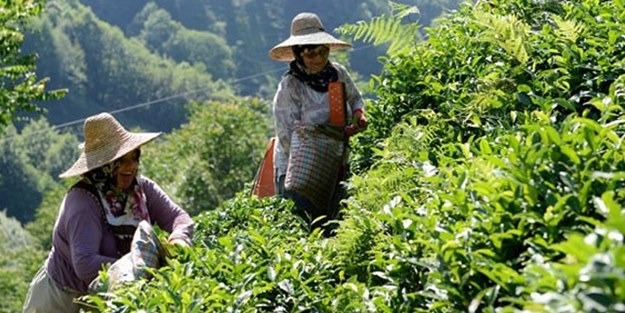 Türk Çayından büyük atılım!