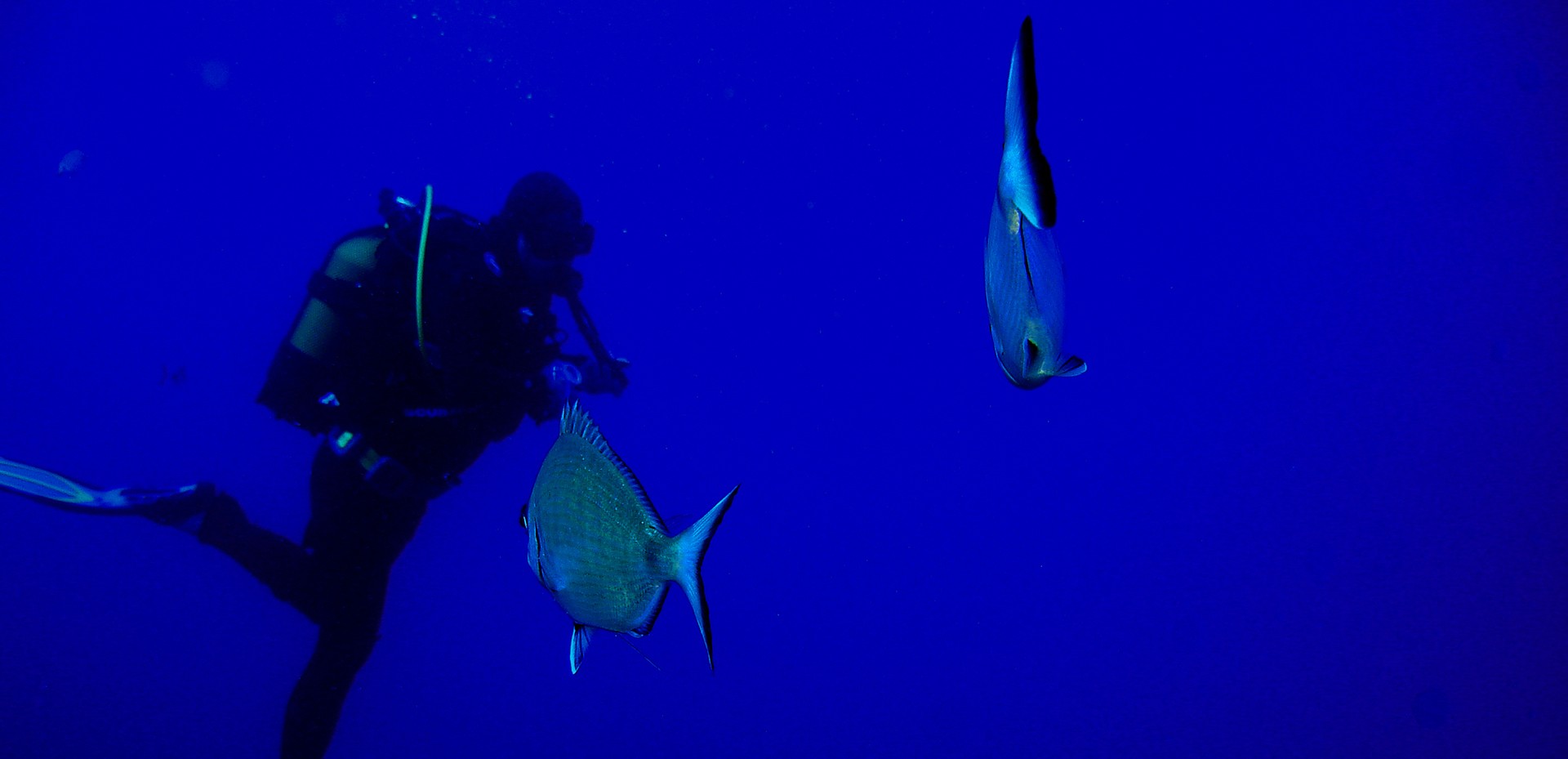 Türk Deniz Araştırmaları Vakfı (TÜDAV) hedef dışı avcılık çalıştayı düzenliyor