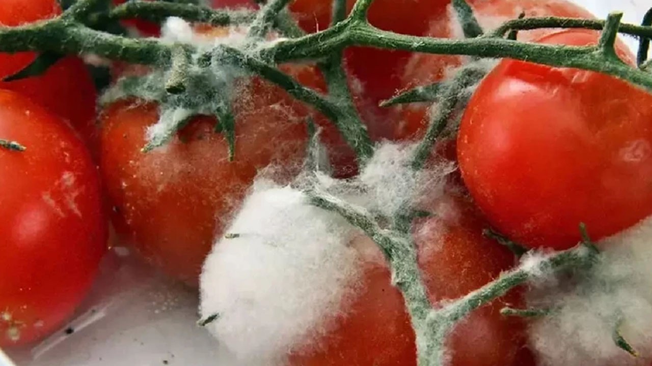 Çürümuş domates bile işe yarıyor: Hemen bunu yapın