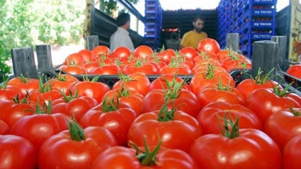 'Türk domatesi Ekim ayında Rus pazarına dönebilir'