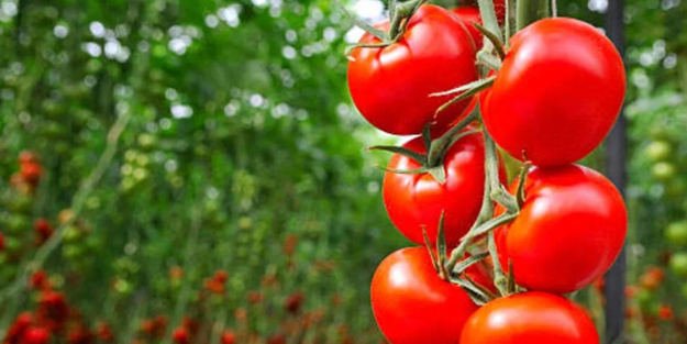 Türk domatesini en çok satın alan o ülke belli oldu: İhracatta devasal artış! Domates ihracatında yoğun talep var