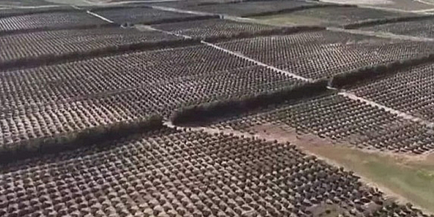 Türk fındığına rakip olmak için 1 milyon ağaç dikmişlerdi! Bakın ne oldu