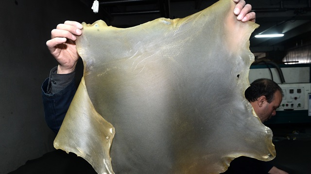 Türk firması 'şeffaf deri' üretti