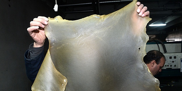 Türk firması 'şeffaf deri' üretmeyi başardı