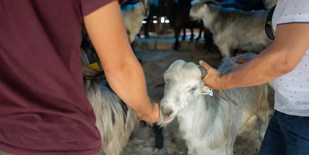 Türk Hava Kurumu (THK) vekatelen kurban fiyatları ne kadar?