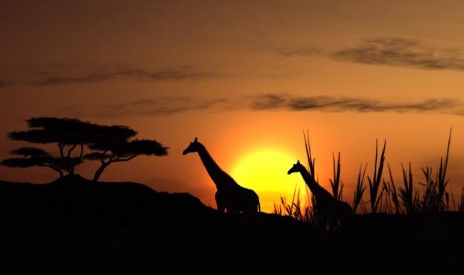 Türk işadamları Afrika akınına hazırlanıyor