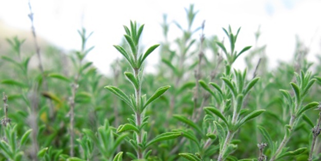 Türk kekiğine büyük övgü