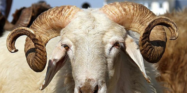 Türk Kızılay, kurban için vekalet bedellerini duyurdu!