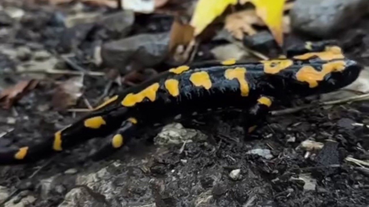 “Türk Semenderi” Adana’da görüldü
