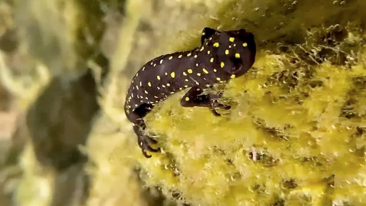 Türk semenderi su altında aylar önceden Diyarbakır'da görüldü!
