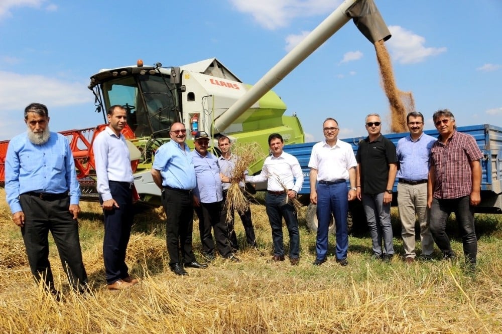 Türk tarımına yeni buğday türleri kazandırılacak 