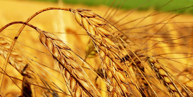 Türk tarımından müthiş haber! Bu buğday Türkiye'yi kurtaracak