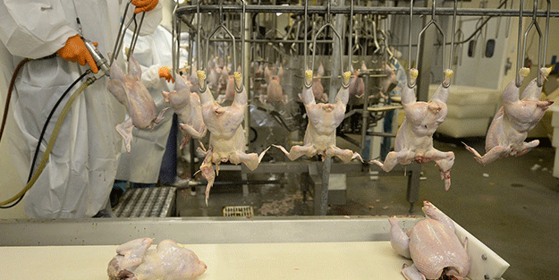 Türk tavuk devine soruşturma şoku!