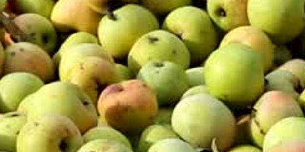 Türk topraklarından fışkırıyor: Göbek elması coğrafi işaret almayı bekliyor