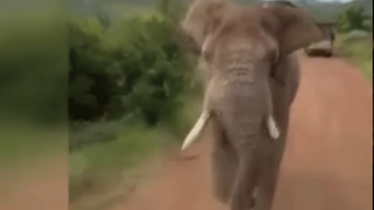 Türk turistleri fil kovaladı!