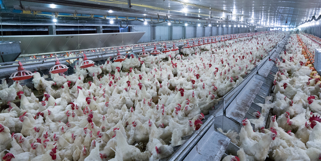 Türk uzmanlar geliştirildi: o hastalığı tespit edebilen 'akıllı burun': Modeli için kolları sıvadılar! Böyle yapıyor