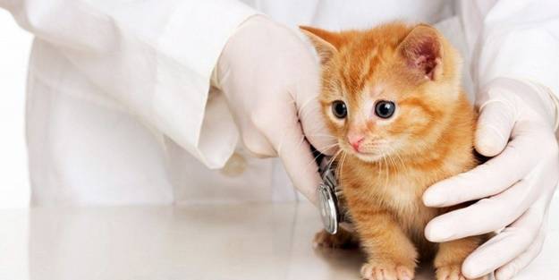 Türk Veteriner Hekimleri Birliği’nden 3600 Ek Gösterge Açıklaması! “Ek Gösterge Düzenleme Çalışmalarında Veteriner Hekimler Unutulmasın”