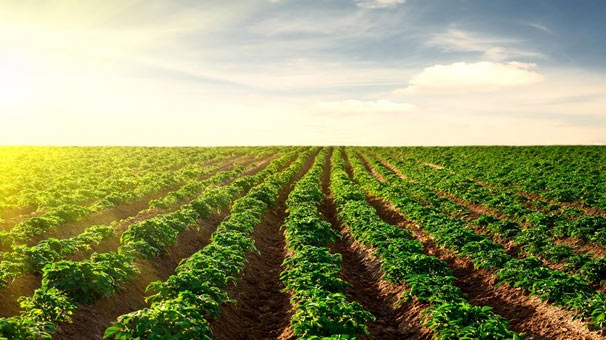 Türkler gözünü o ülkeye dikti!