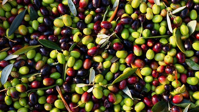 Türk zeytini o ülkede