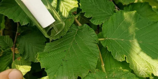 Türkeli'de samuray arısı doğaya salındı