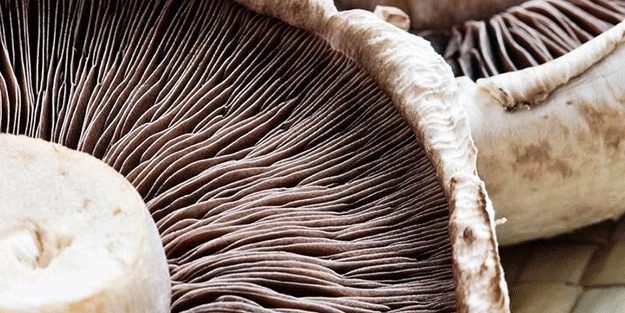 Türkiye 3 coğrafyada ev sahipliği yapıyor! Yeni tür keşfedildi