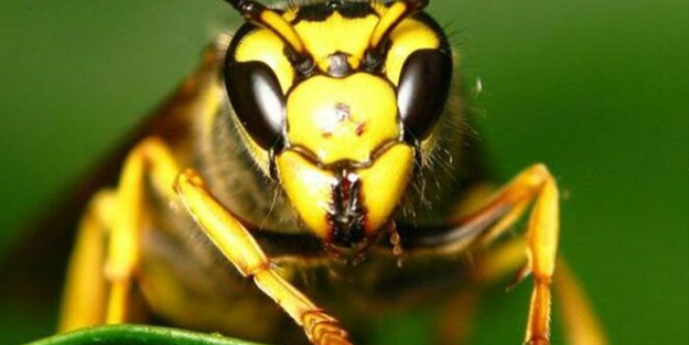 Türkiye 30 bin samuray arı üretmek için harekete geçti! Sebebi şok etti