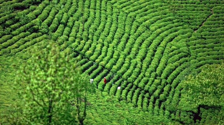 Türkiye 3,5 kilogramla zirvede!