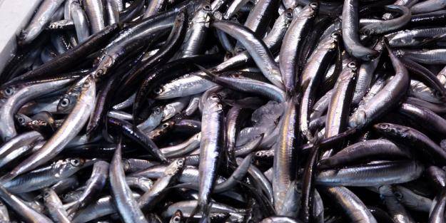 Türkiye 5 ayda 1247 ton hamsi ihraç etti