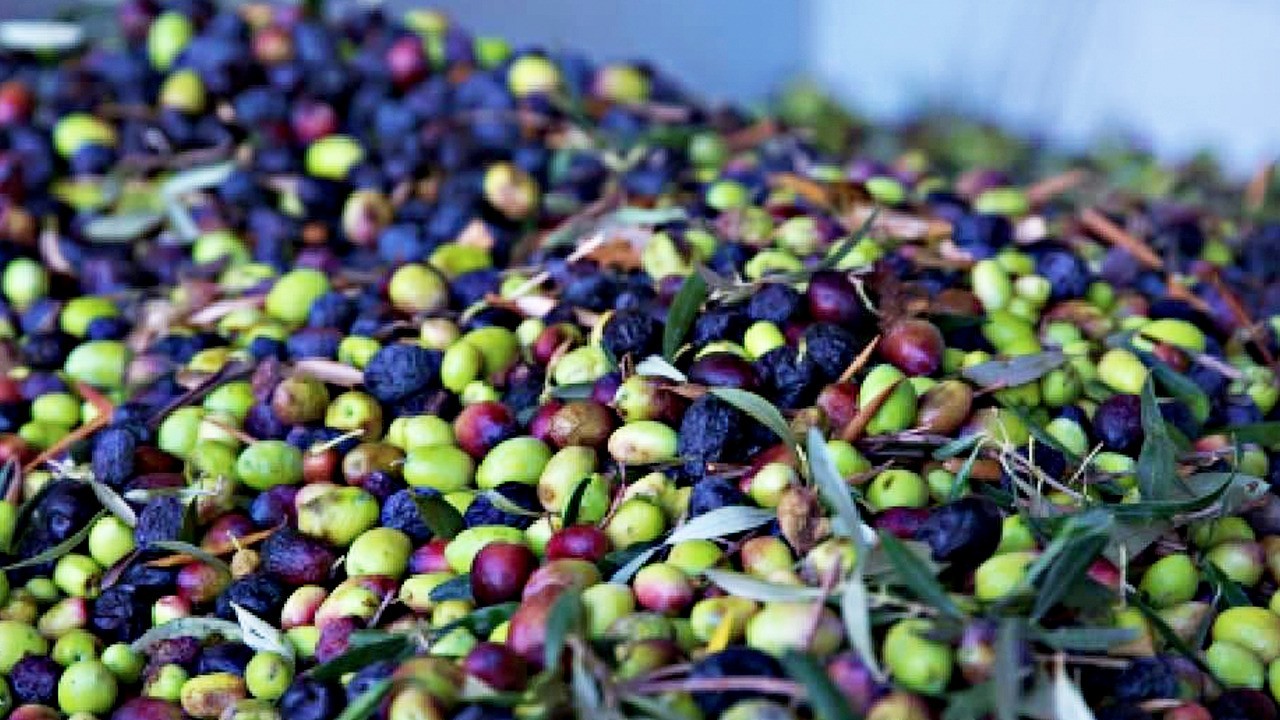 Türkiye 60 milyon dolarlık zeytin ihraç etti: Türk zeytini 48 ülke sofrasında! Satın alıyorlar