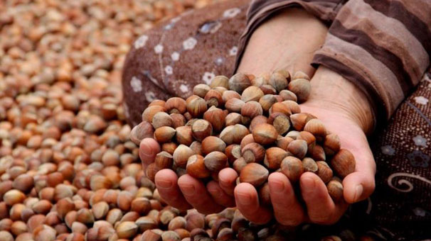 Türkiye 7 ayda 191 bin ton fındık ihraç sattı