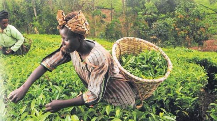 Türkiye Afrika’yı tarım üssü yapıyor
