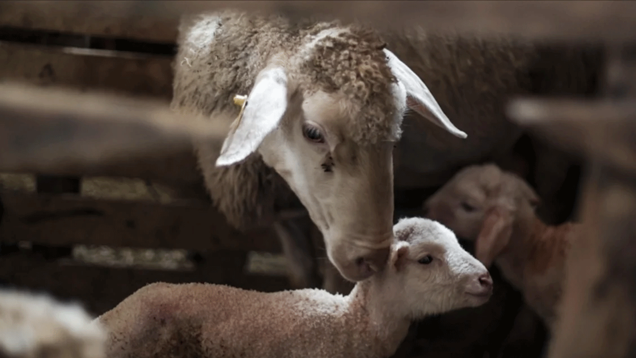 Türkiye Avrupa'da zirveye yerleşti!