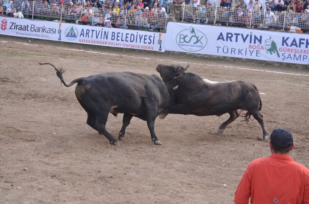 Türkiye boğa güreşleri şampiyonası Kafkasör yaylasında tamamlandı 
