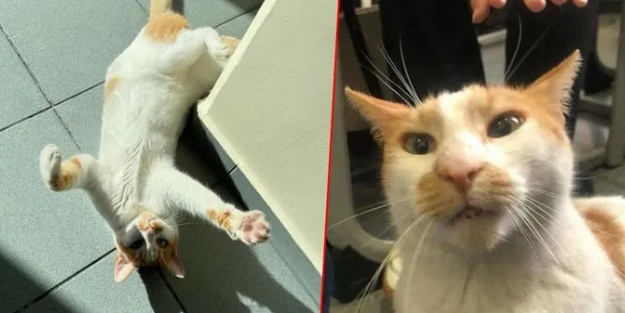 Türkiye bu olayı konuşuyor! Kedi Faruk’u camdan atmıştı: O cani bakın kim çıktı!