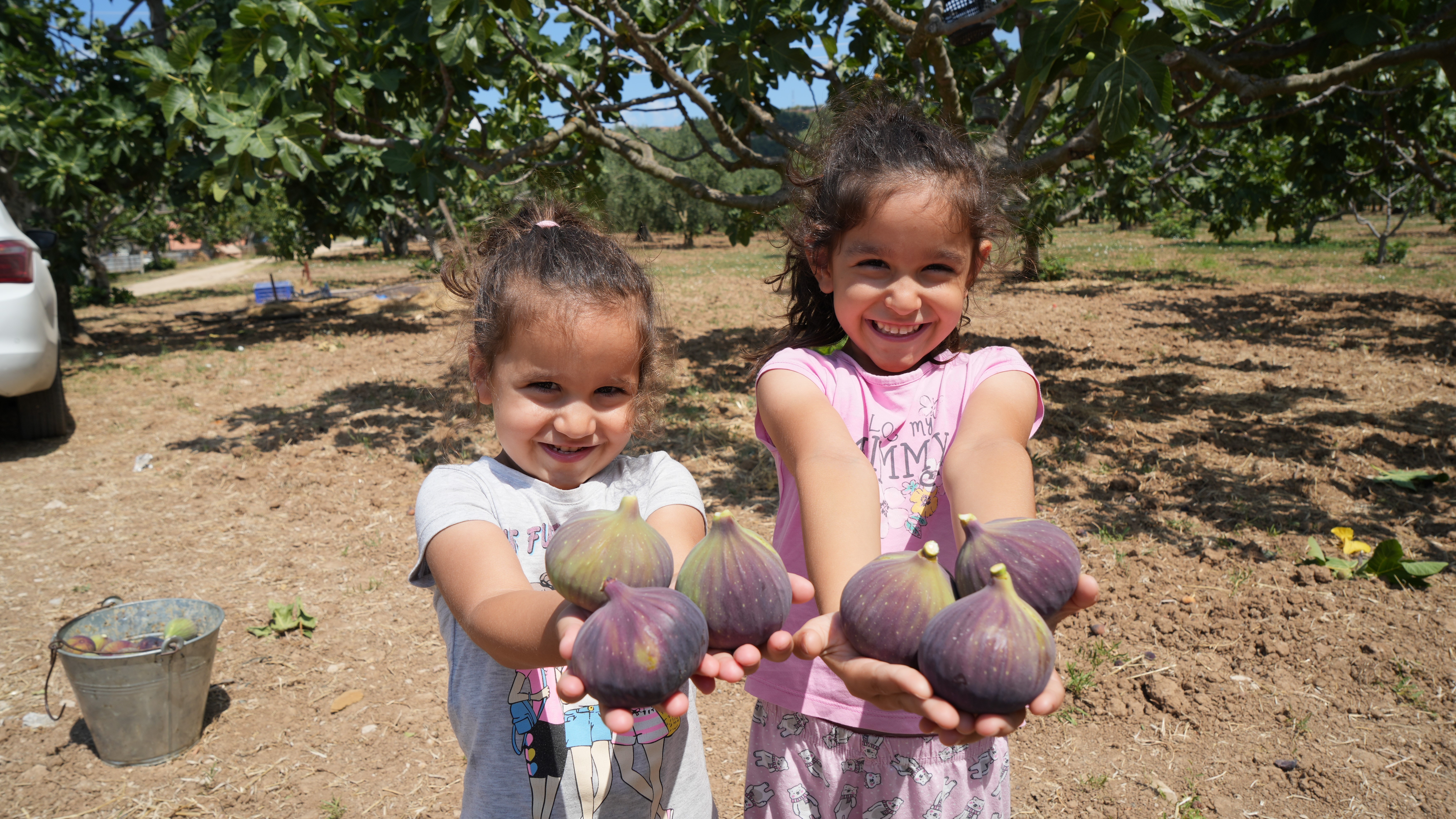 Türkiye bu yıl o meyveye doyacak