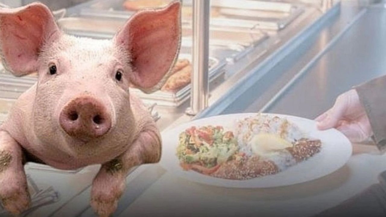 Türkiye, domuz eti skandalıyla sarsıldı! Dev firmalar halkı zehirlemeye devam ediyor