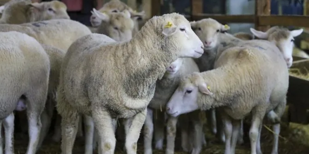 Türkiye, hayvancılıkta Avrupa'da öncü konumda