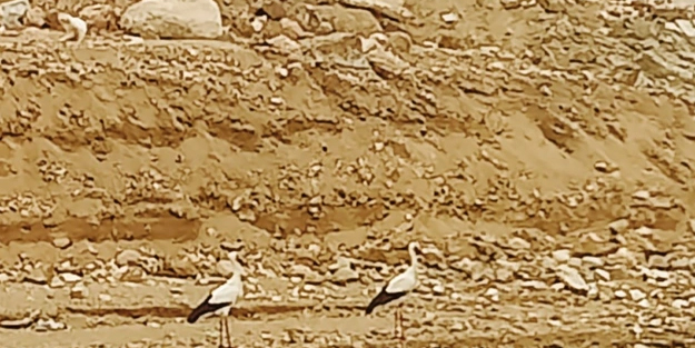 Türkiye için çok kötü bir haber de Keban Baraj Gölü'den geldi! manzara görenler hayrete düştü!