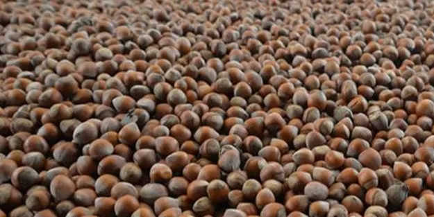 Türkiye ihracat rekoru kırdı! Milli başarı: Sadece 7 ayda yaklaşık 1,2 milyar dolarlık fındık ihraç etti!