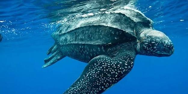 Türkiye kıyılarında ilk kez canlı görüntülendi