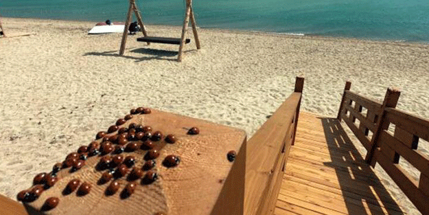 Türkiye koronavirüsle mücadele ederken bir kriz daha! İstilaya başladılar