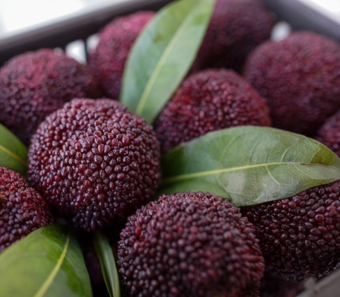 Türkiye o meyvenin kıymetini bilmedi! Çinliler kapış kapış alıyor! Şok etti