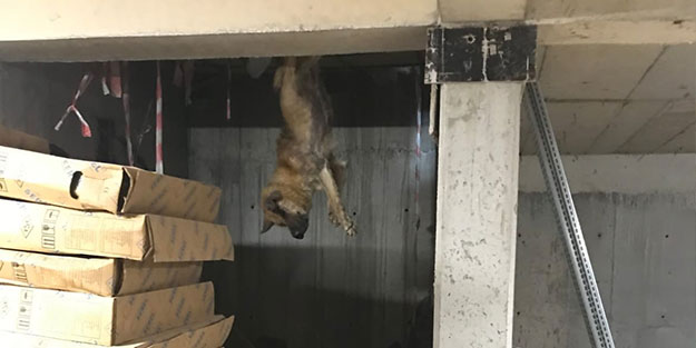 Türkiye onu konuşuyor! Talihsiz köpeğin başına öyle şeyler geldi ki...