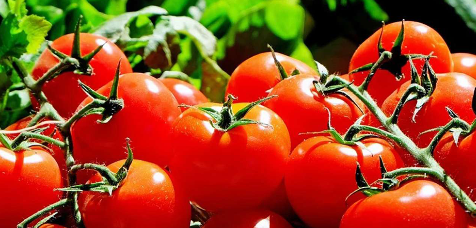 Türkiye Rusya'ya 300 bin ton domates ihraç edecek