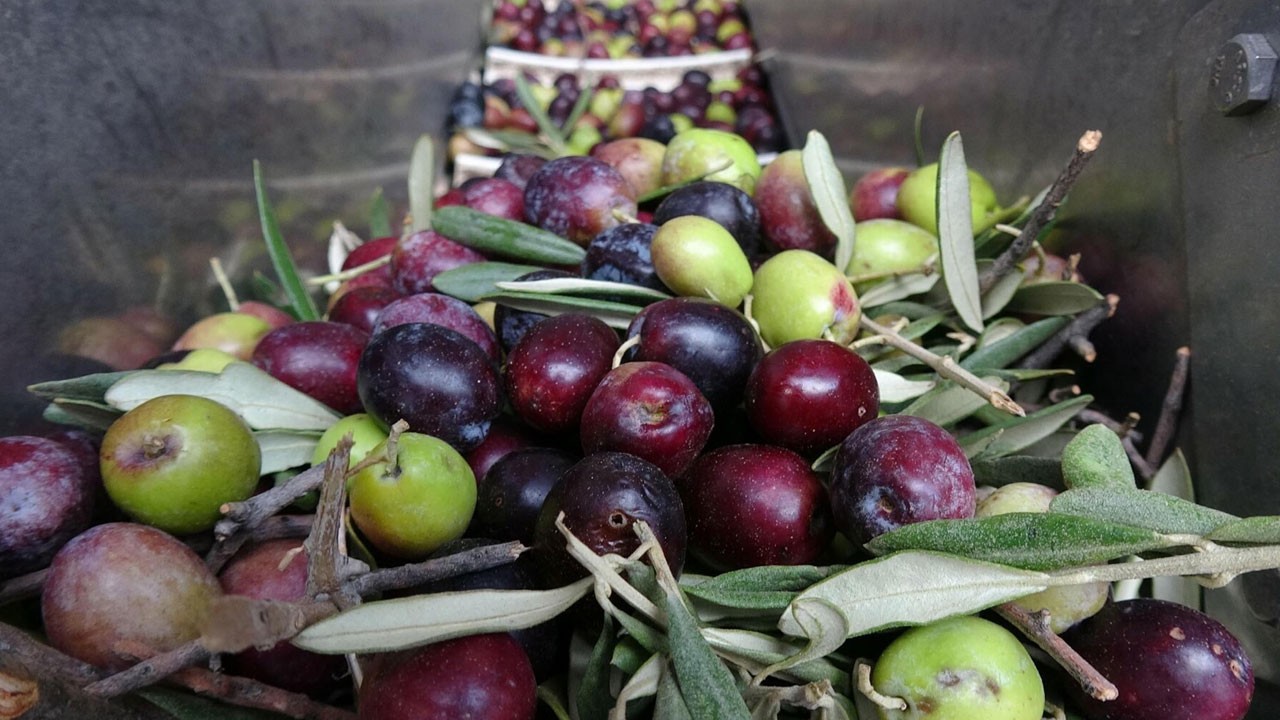 Türkiye, sofralık zeytinde dünya birincisi oldu