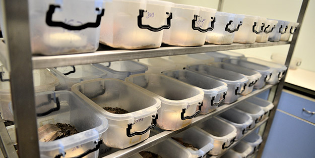 Türkiye uluslararası arena için atağa kalktı! Binlerce doz üretiliyor