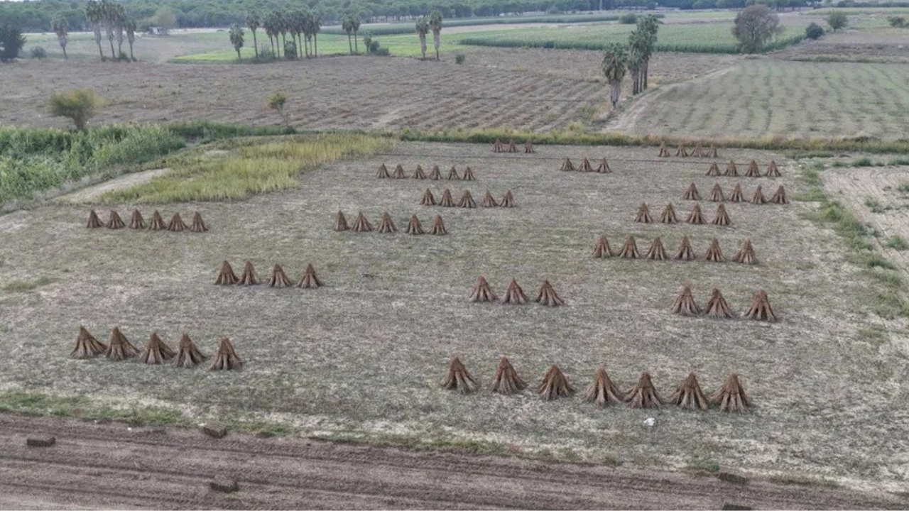 Türkiye üretiminde ilk sırada: Hasat rekorla kapandı