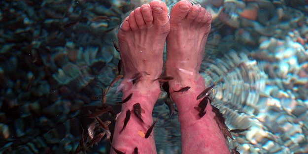 Türkiye'de 1 buçuk milyon...