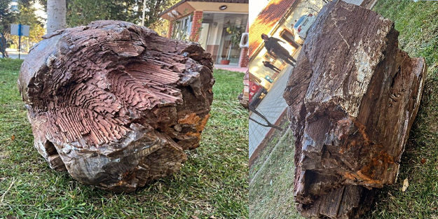 Türkiye'de 16 milyon yaşında ağaç fosili bulundu!