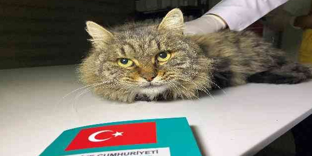 Türkiye’de 629 bin 165 sahipli hayvana çip takıldı! Konya Veteriner Hekimler Odası Başkanı Mesut Koçak'tan açıklama